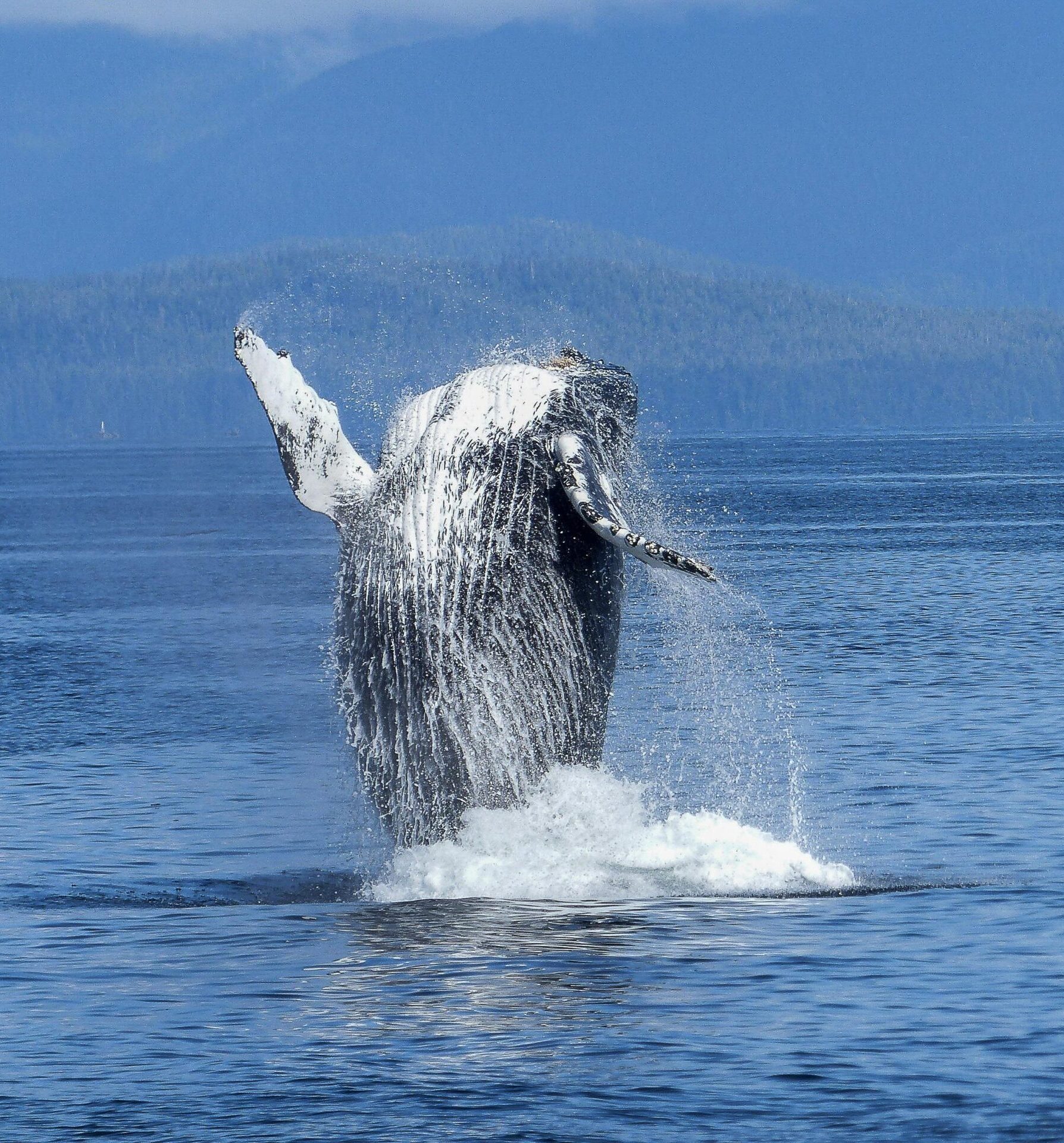 Costa Rica: Ballenas y tortugas (Julio)