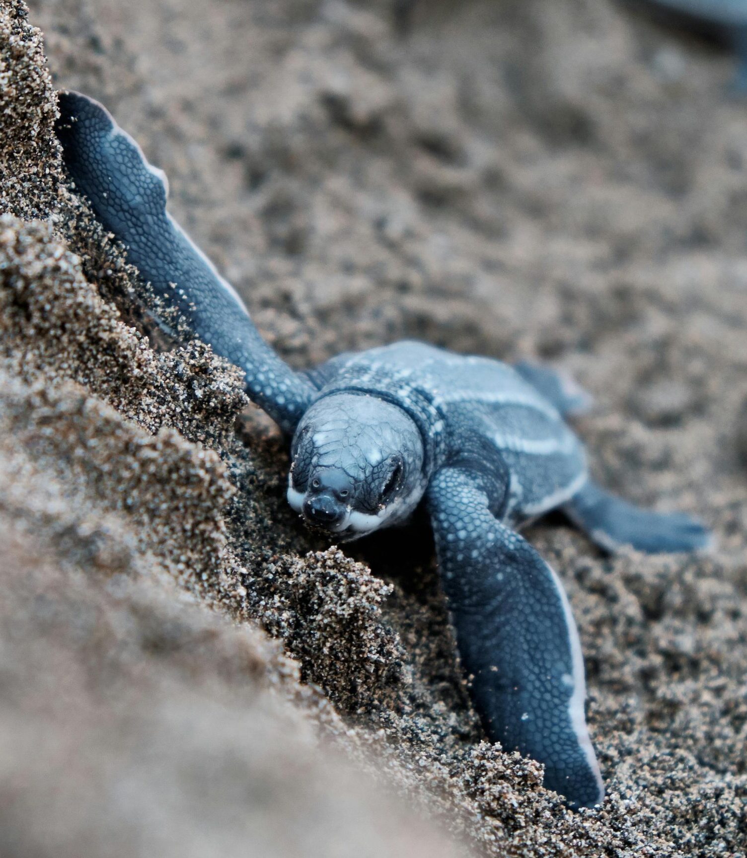 Costa Rica: Ballenas y tortugas (Agosto)
