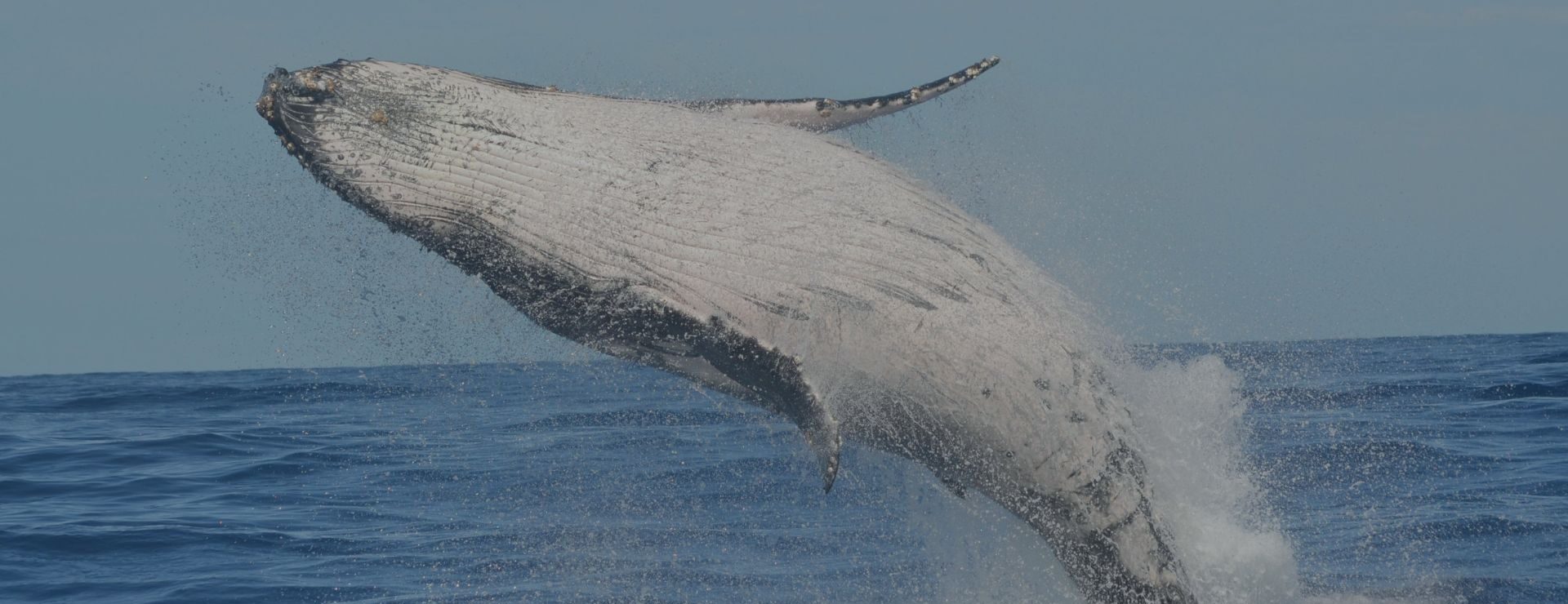 Portada-ballenas-tortugas