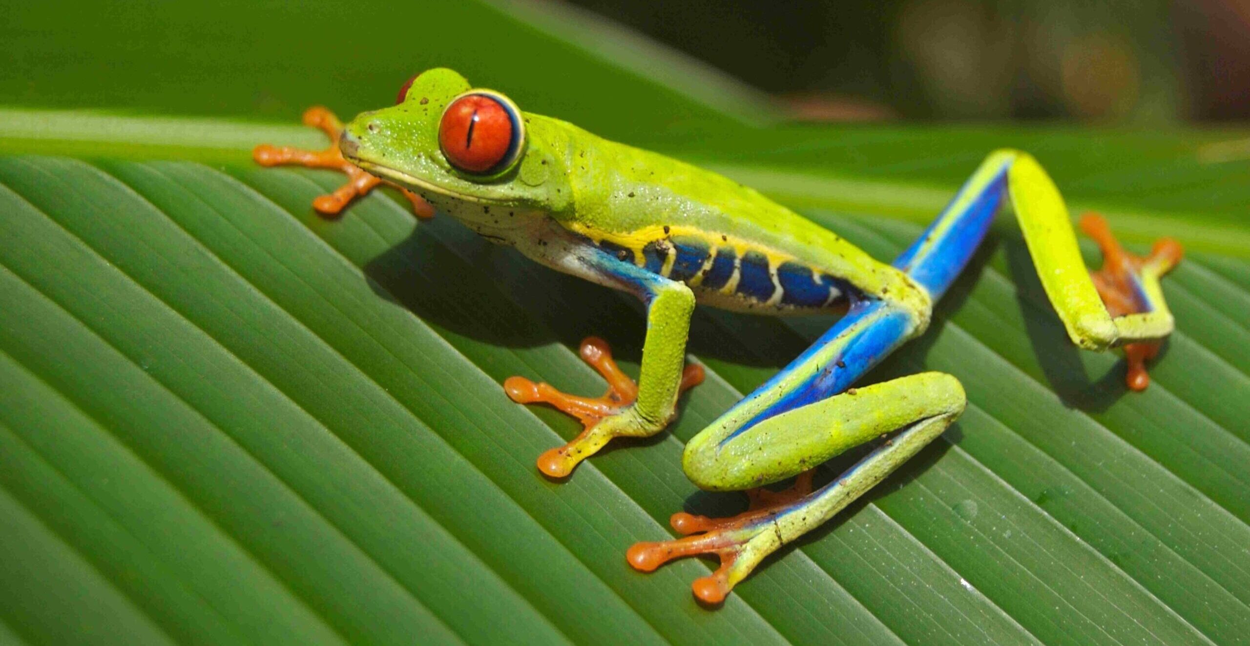 Ranita de ojos rojos