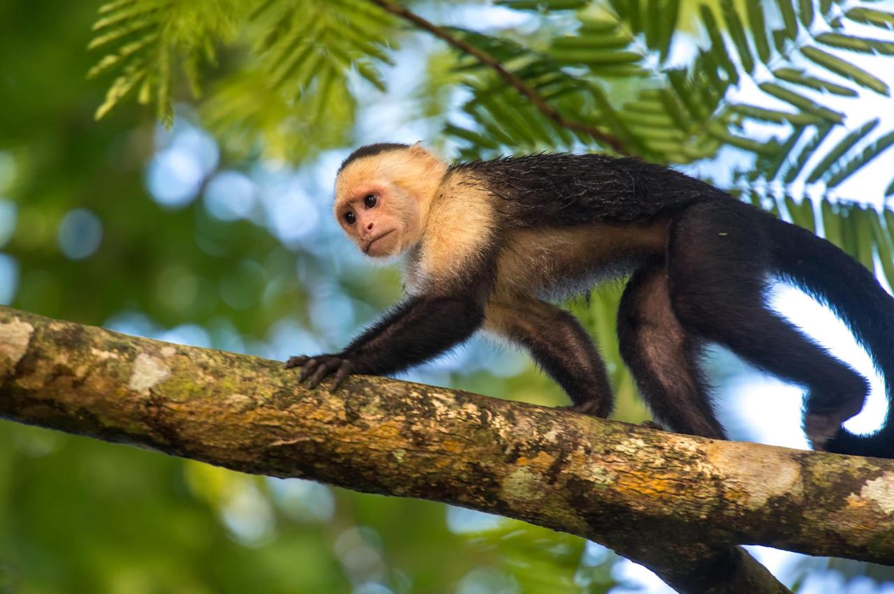 Imagen del bloque de resumen