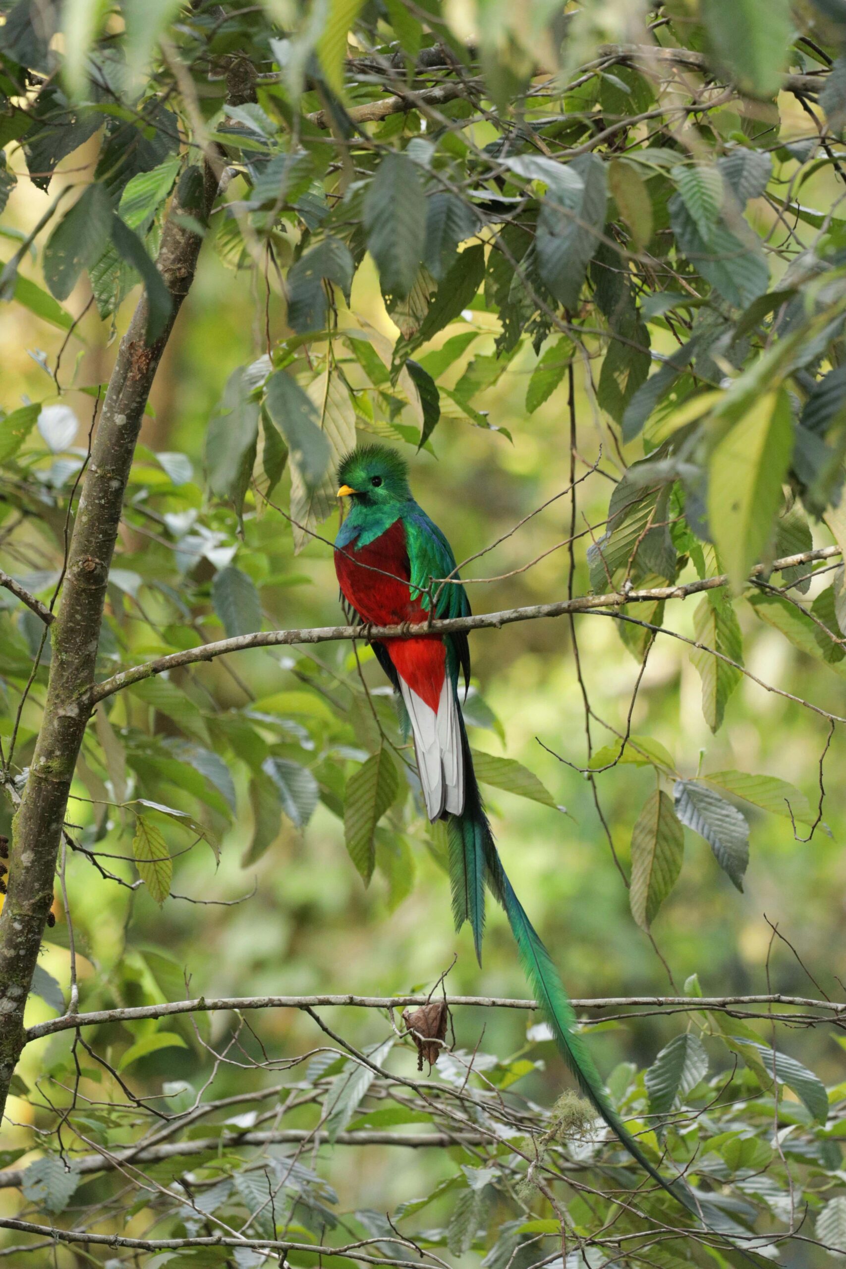 Quetzal