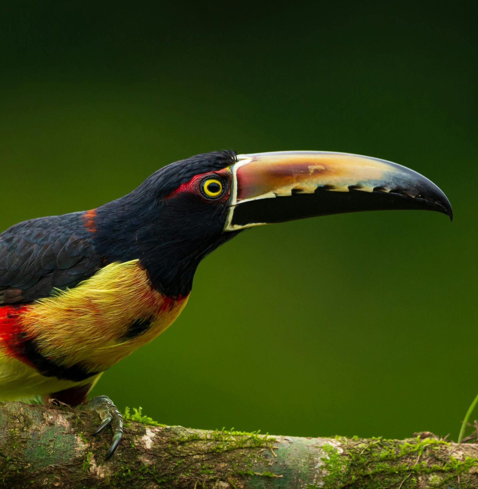 Costa Rica: Esencia de la jungla