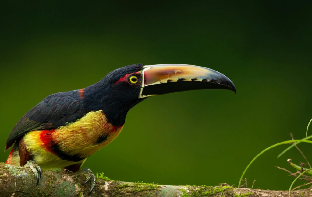 Fauna de Costa Rica: qué animales ver y dónde observarlos