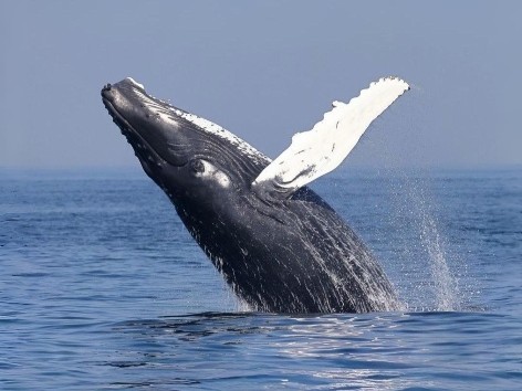 Ballena jorobada saltando
