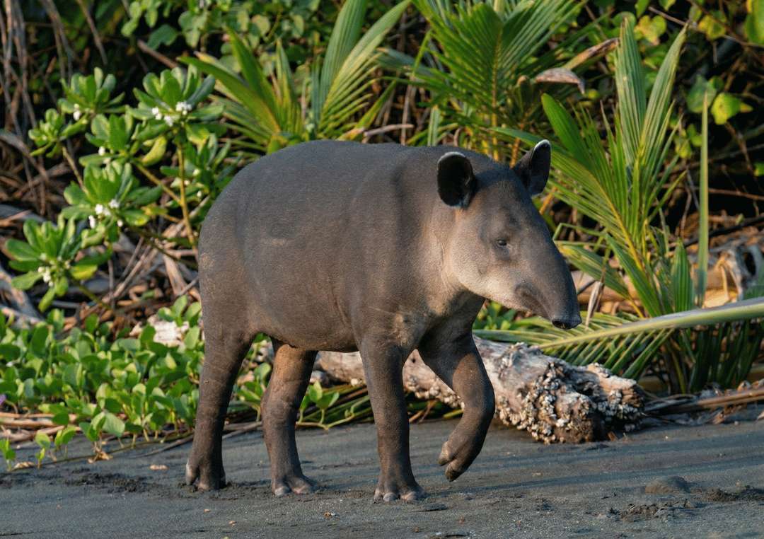Tapir walking