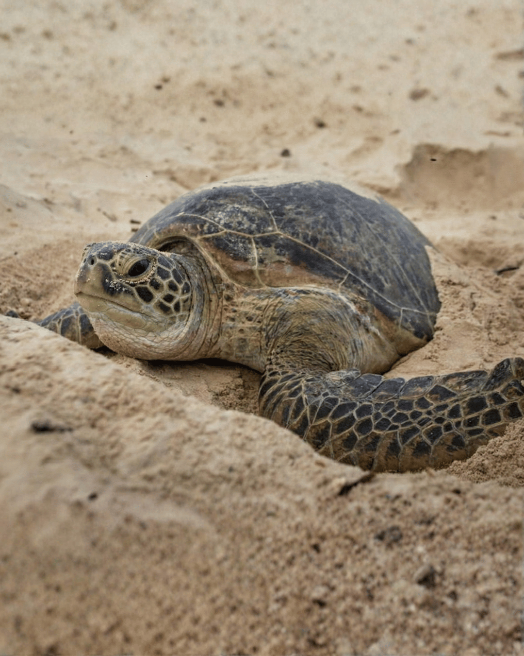 tortuga verde portada