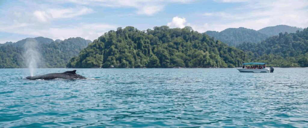 Avistamiento de ballenas en Costa Rica: guía completa para tu aventura