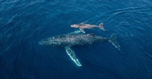 Ballena y cria