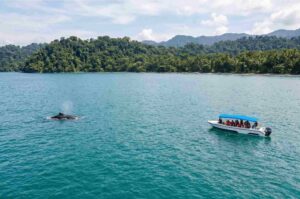 Ballena y embarcacion