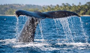 Cola de ballena jorobada Uvita
