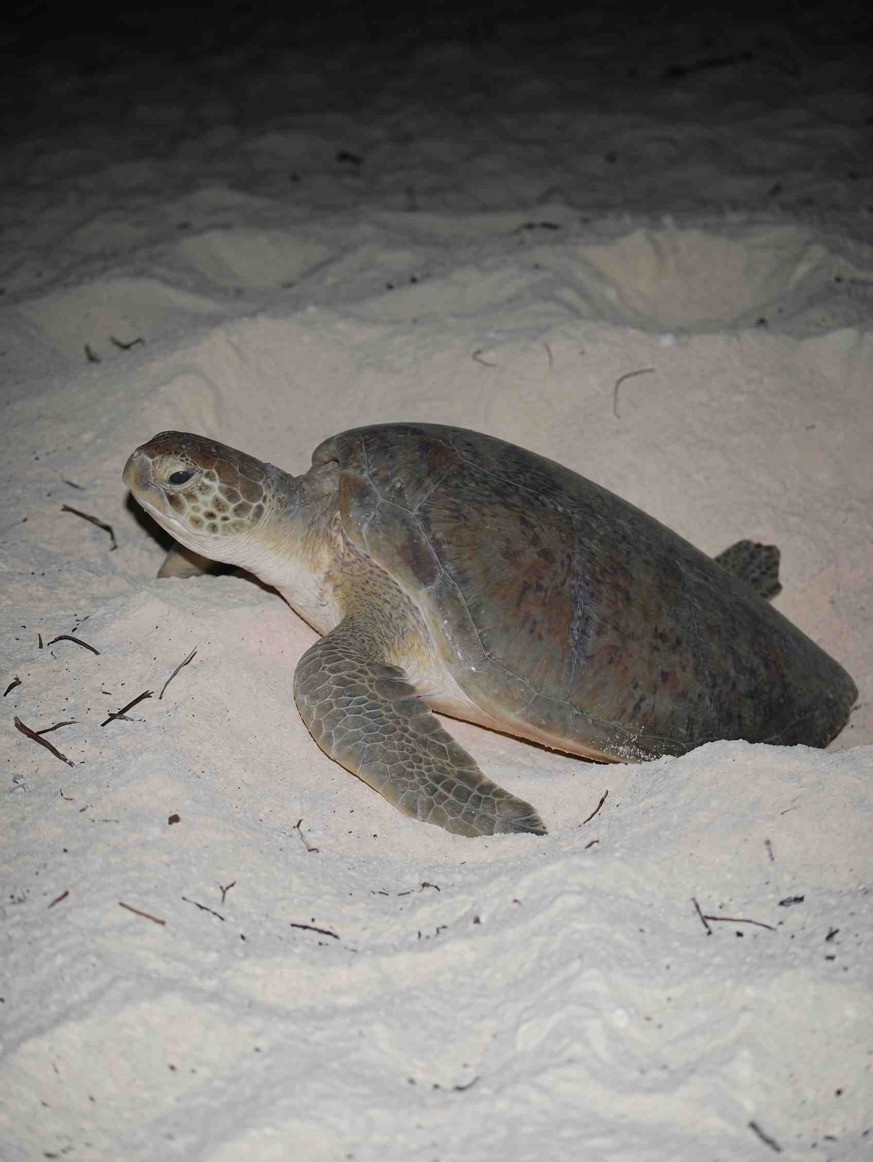Tortuga verde-anidacion