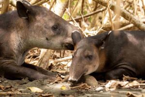 Danta Tapir Corcovado