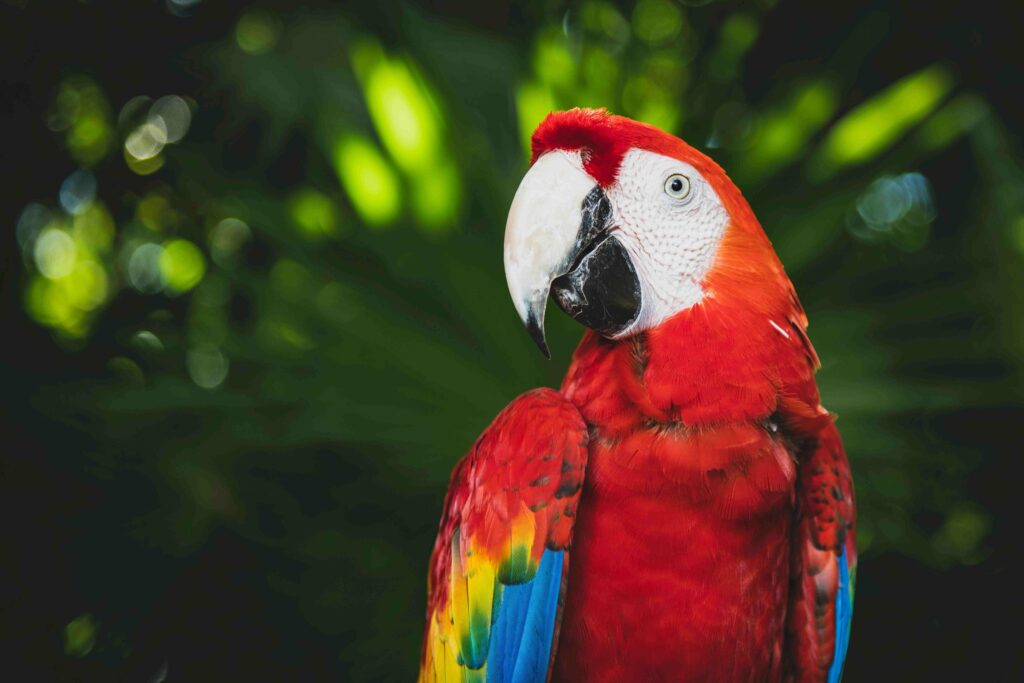 Lapa roja Corcovado