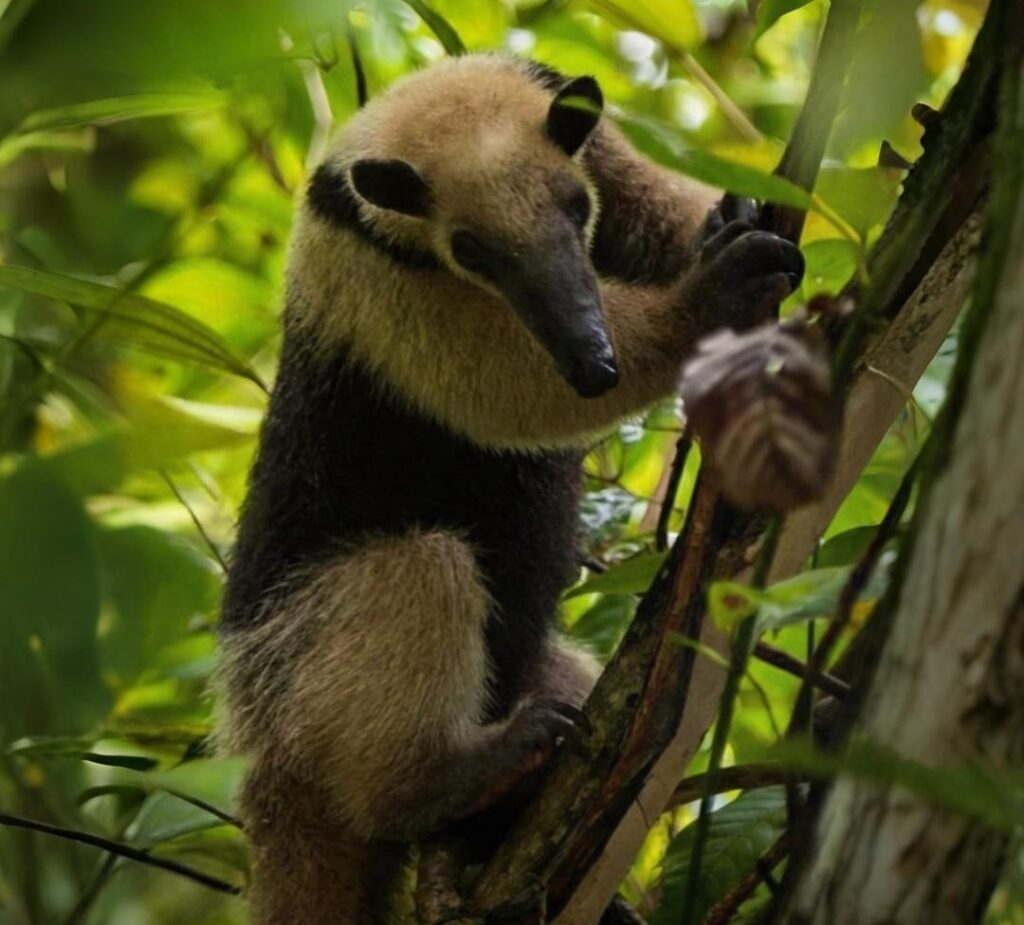 Oso hormiguero arbol