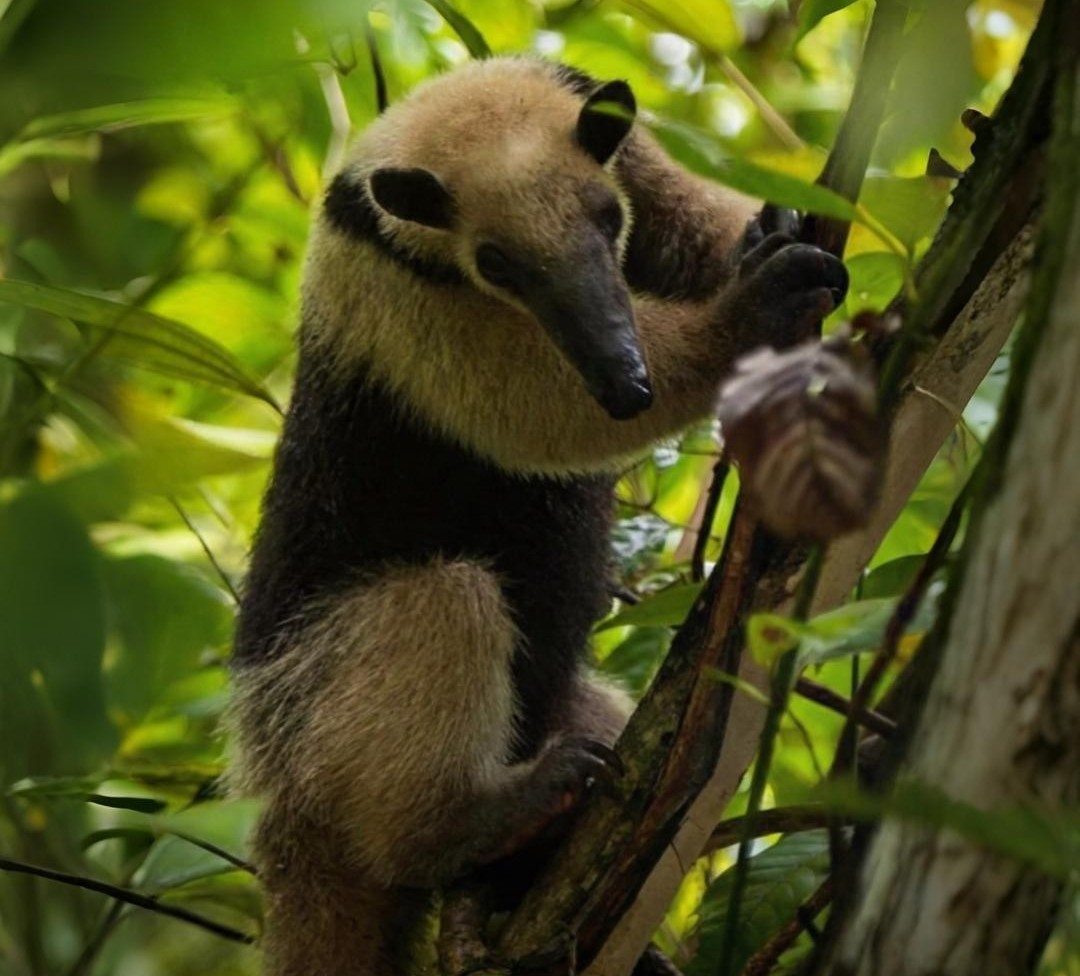 Oso hormiguero arbol