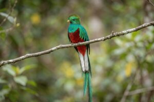Quetzal Monteverde