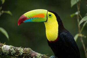 Tucan Pico Iris