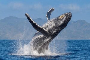 Ballena jorobada saltando Costa Rica